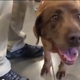 Illustration for article titled This Veteran Reuniting with Bomb-Sniffing Dog Will Leave You in Tears